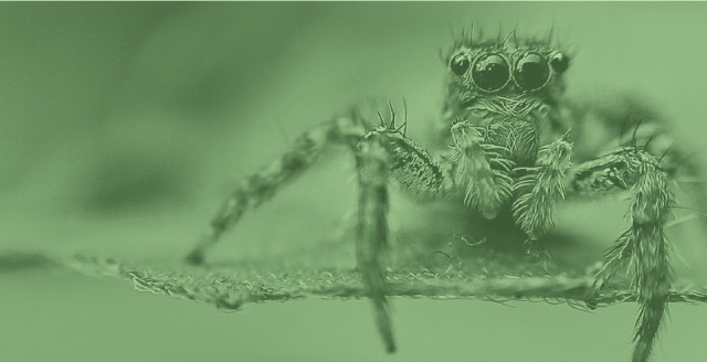 A spider sits on a leaf, overlaid with a color filter of Duo green